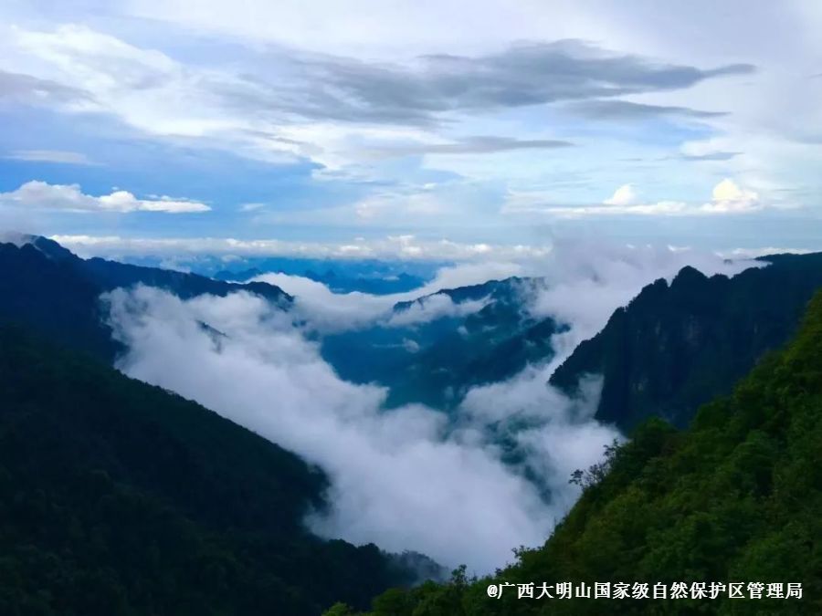 (广西大明山国家级自然保护区|林莉 摄 特别友情提醒,金斑喙凤蝶是
