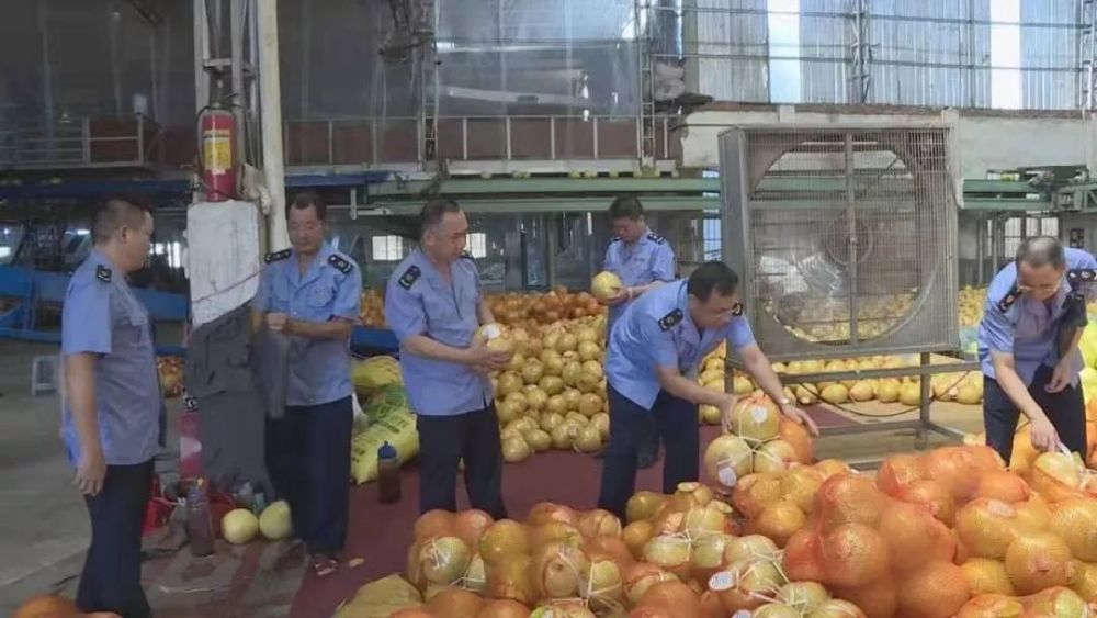 受天气影响 广东梅县 福建平和蜜柚减产价升 但成熟期