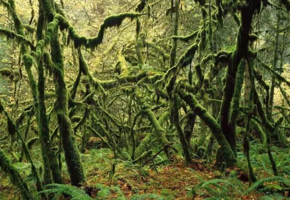 腾讯内容开放平台