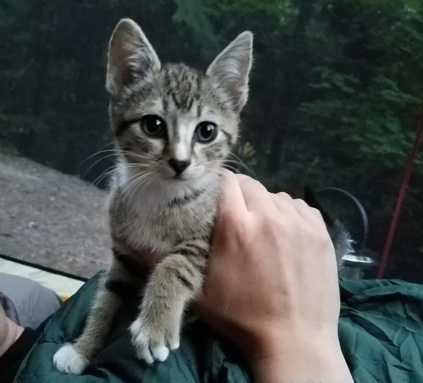 迷路小猫幸遇扎营夫妇 从此跟着夫妇去旅行 还用这方法讨好老猫