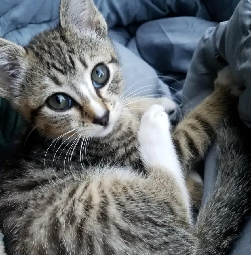 迷路小猫幸遇扎营夫妇 从此跟着夫妇去旅行 还用这方法讨好老猫