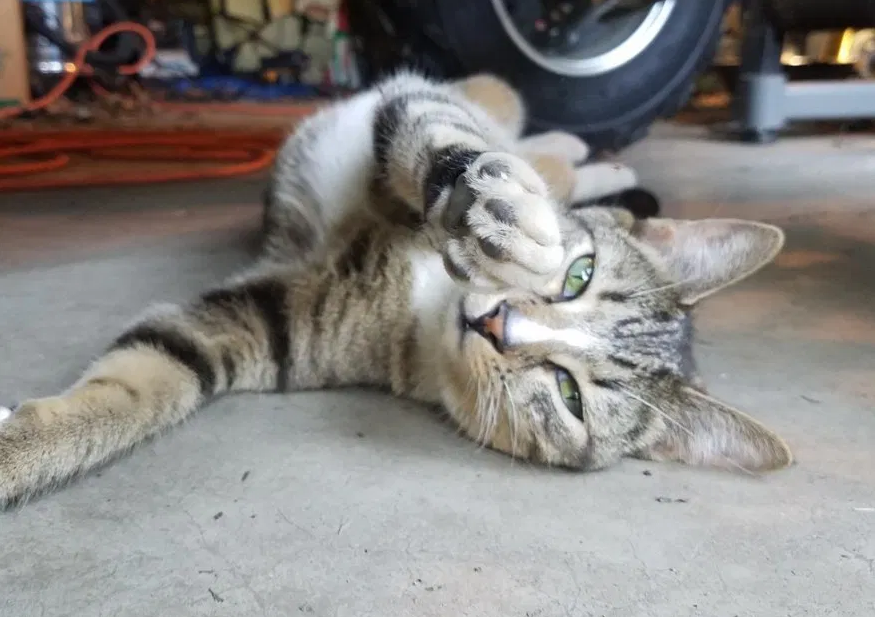 迷路小猫幸遇扎营夫妇 从此跟着夫妇去旅行 还用这方法讨好老猫 腾讯新闻