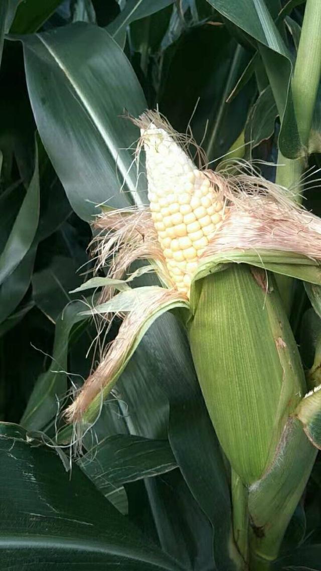 玉米还有一个月收获,但田间70%出现秃尖,到底咋回事_腾讯新闻
