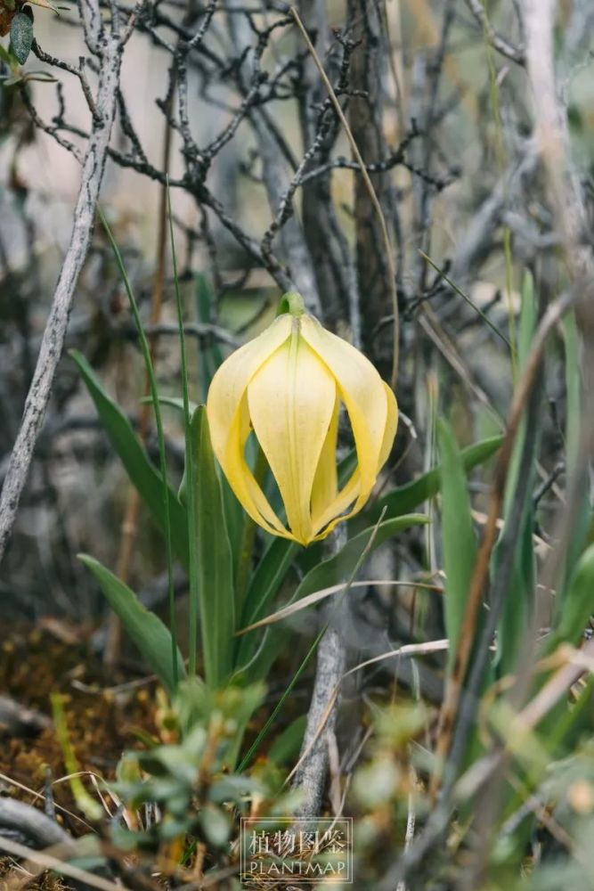 尖被百合 高山上的华美提灯