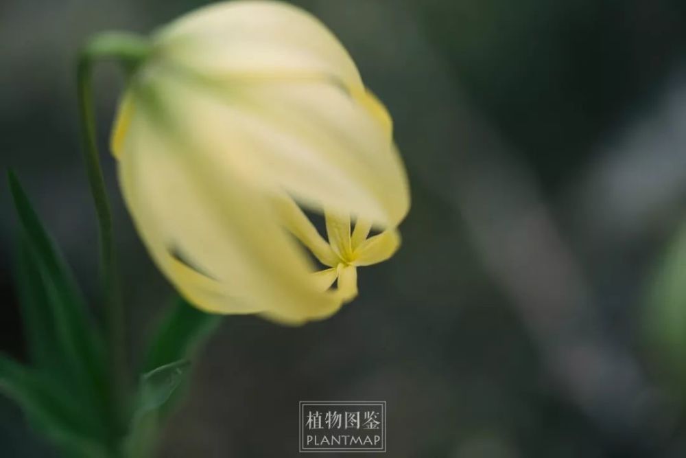 尖被百合 高山上的华美提灯