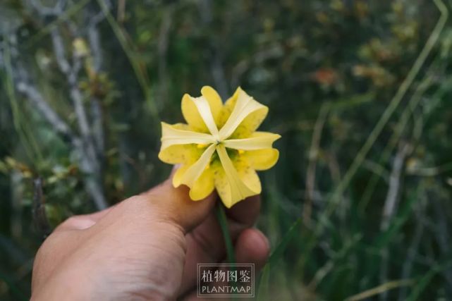 尖被百合 高山上的华美提灯