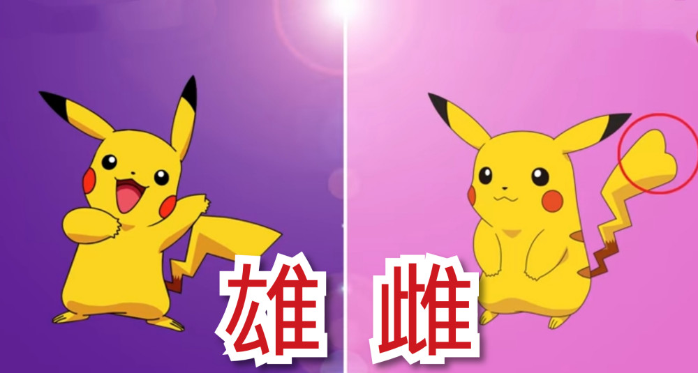 而且他也是神奇宝贝中萌神级的存在,分辨皮卡丘的性别就非常简单,在