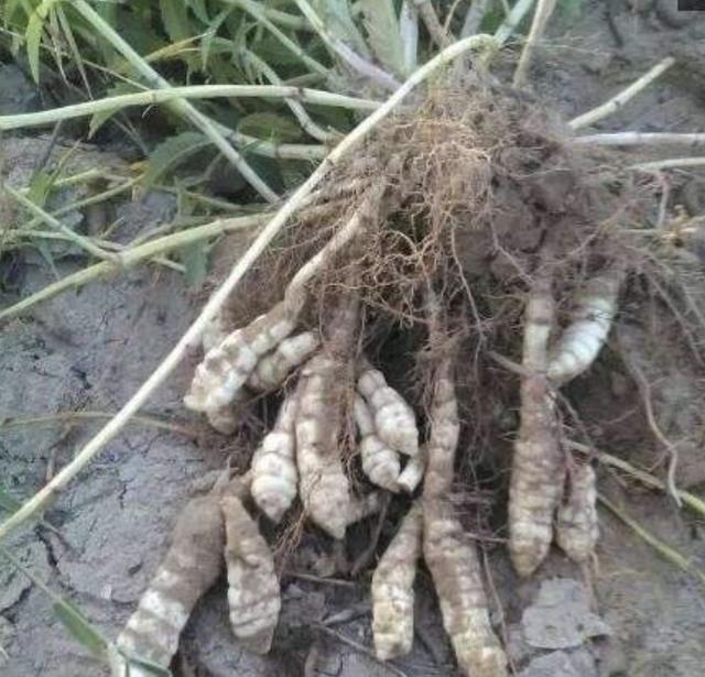 珍贵的1种野草在山坡下繁殖快人称地蚕草记得珍惜