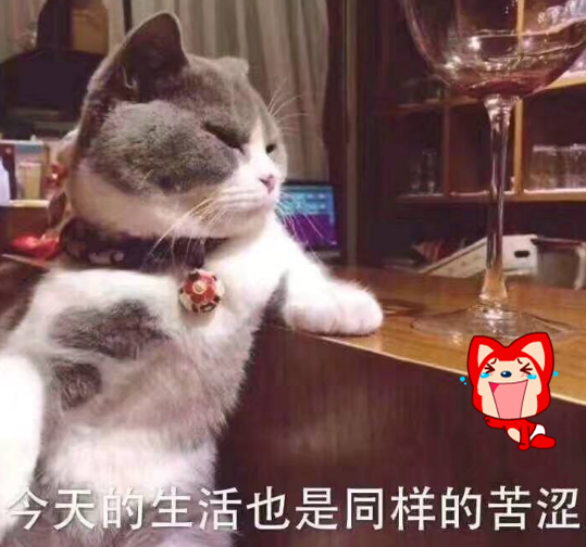 震惊猫 爆红全网 被铲屎官带去海滩后 这表情开始怀疑喵生