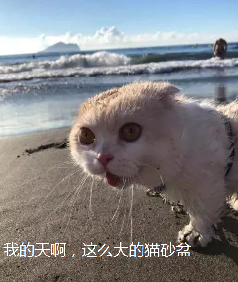 震惊猫 爆红全网 被铲屎官带去海滩后 这表情开始怀疑喵生
