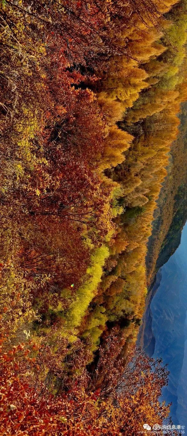 门头沟|安排！半个月后门头沟将变成北京最美丽的地方！