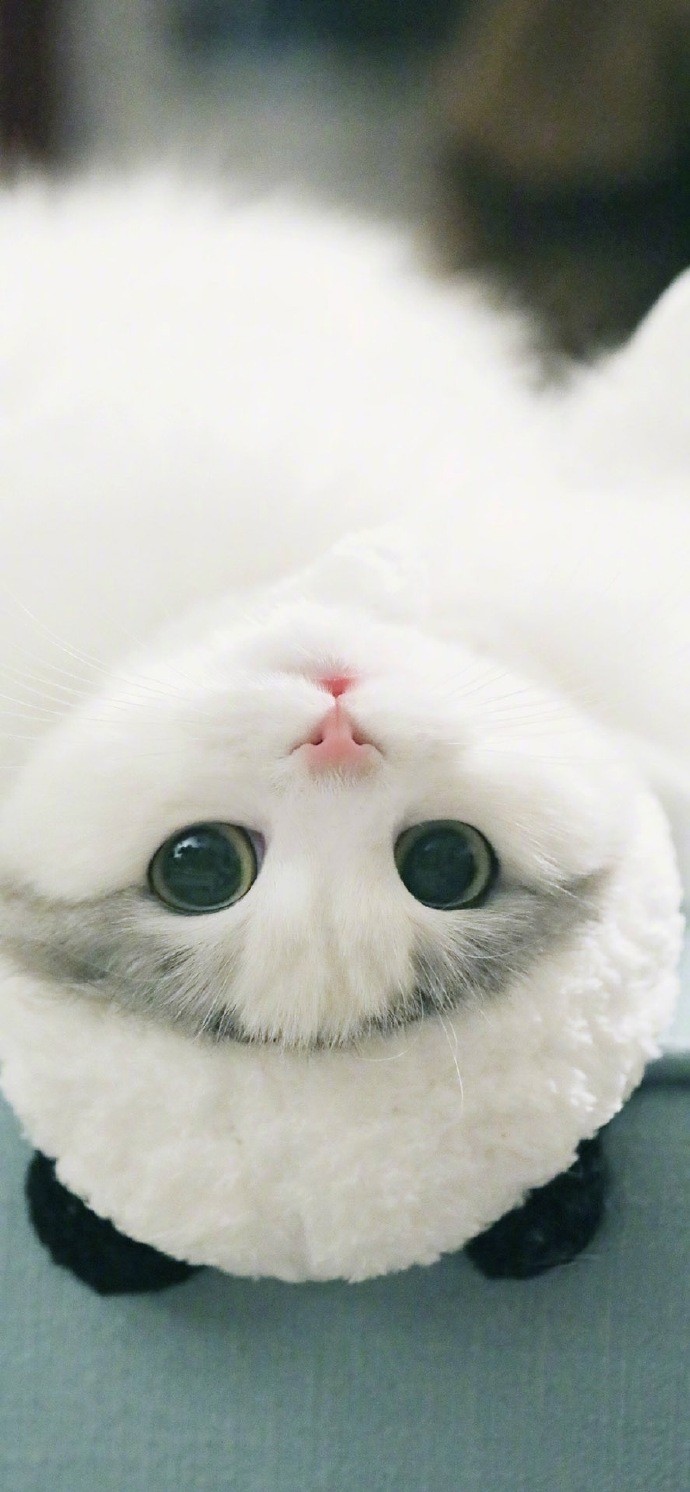 萌宠喵星人壁纸:铲屎官说偶尔倒着看看世界,会发现不一样的美