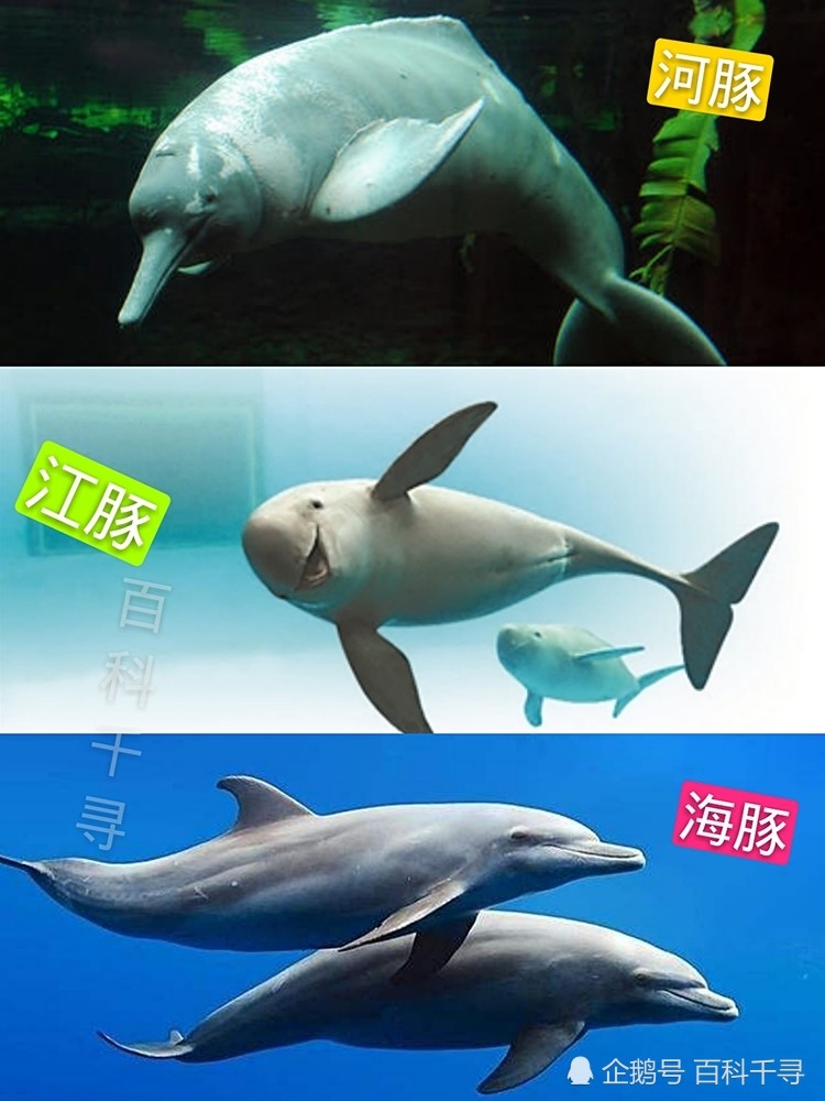 各异的生物,按名称可以分为鲸和豚,按身体构造和食性分为须鲸和齿鲸