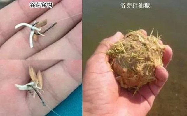 被钓鱼人忽视的绿色钓饵谷芽专钓大鱼制作过程及使用方法