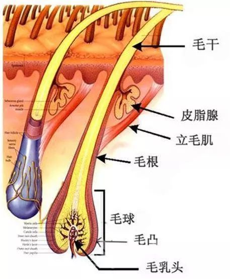 真皮源性的毛乳頭細胞(dpcs)對毛髮的長短,粗細和生長週期起關鍵作用