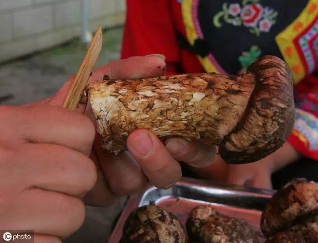 松茸的寿命极短,出土到成熟要7天,成熟后48小时就会开裂,脱朵的状态