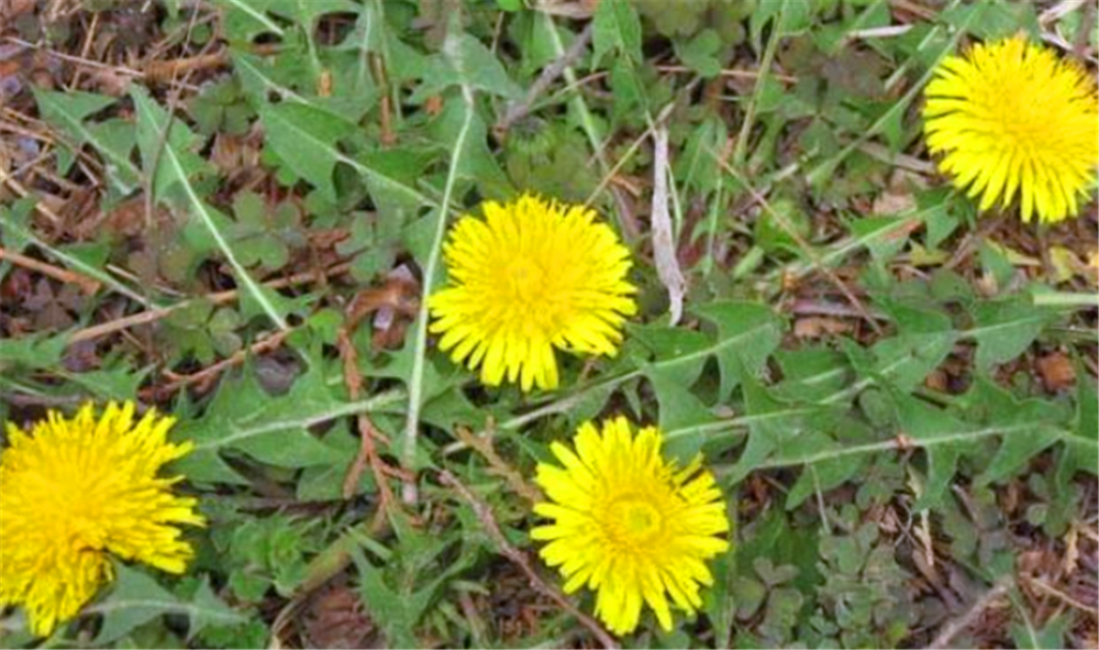 蒲公英难道真的能够天天泡水喝吗?这里告诉你答案!