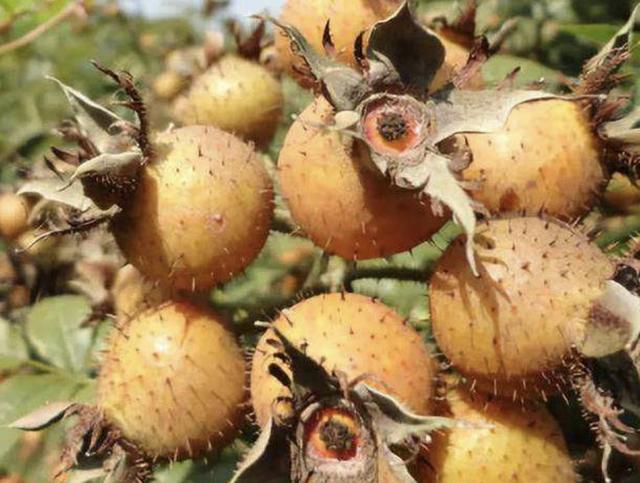 1种小黄果被称为木梨子果子上有小刺甚是珍贵