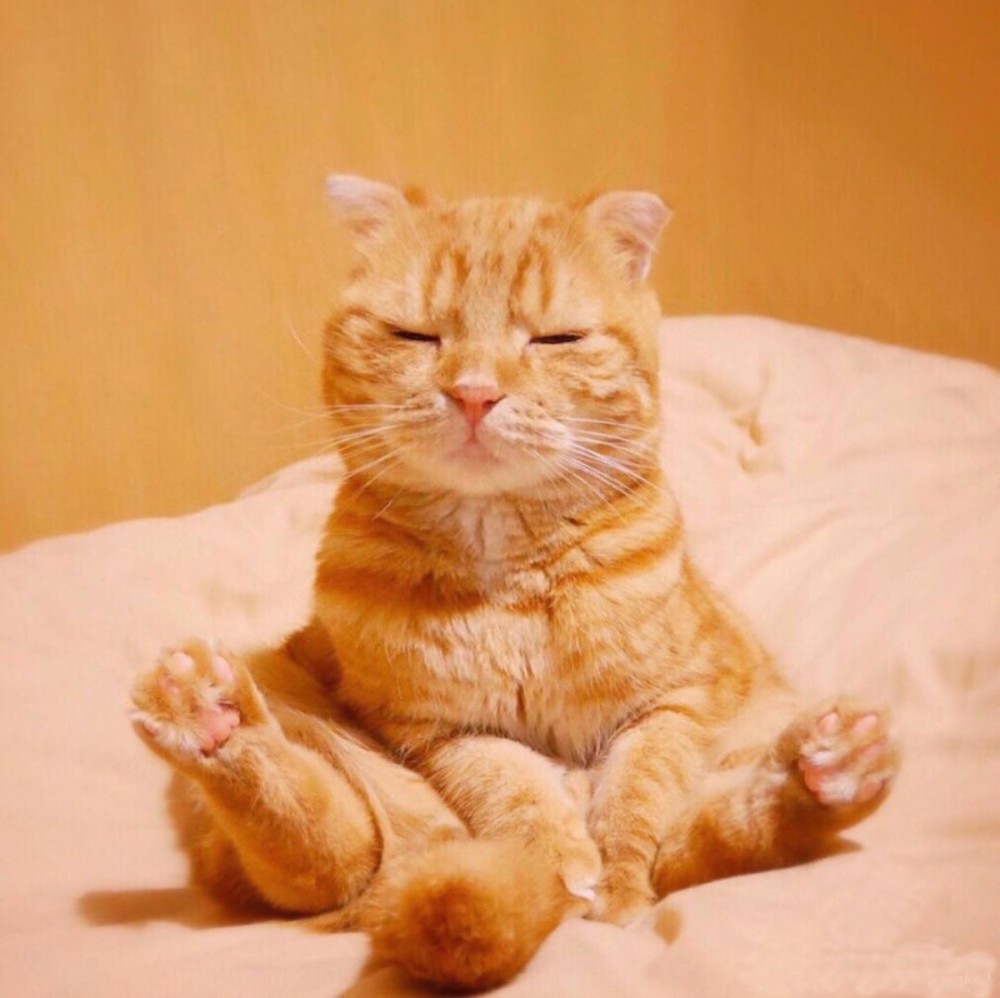 秋季猫咪u201c贴秋膘u201d投喂指南！