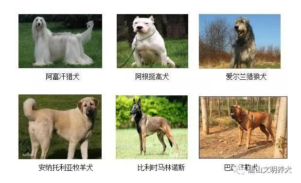 唐山最全犬牌 犬证办理流程