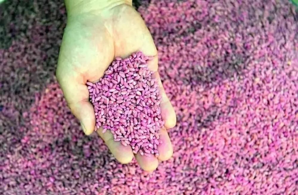 病虫害|【农技】小麦种子，播前一定要晒一晒！啥好处？看这里！