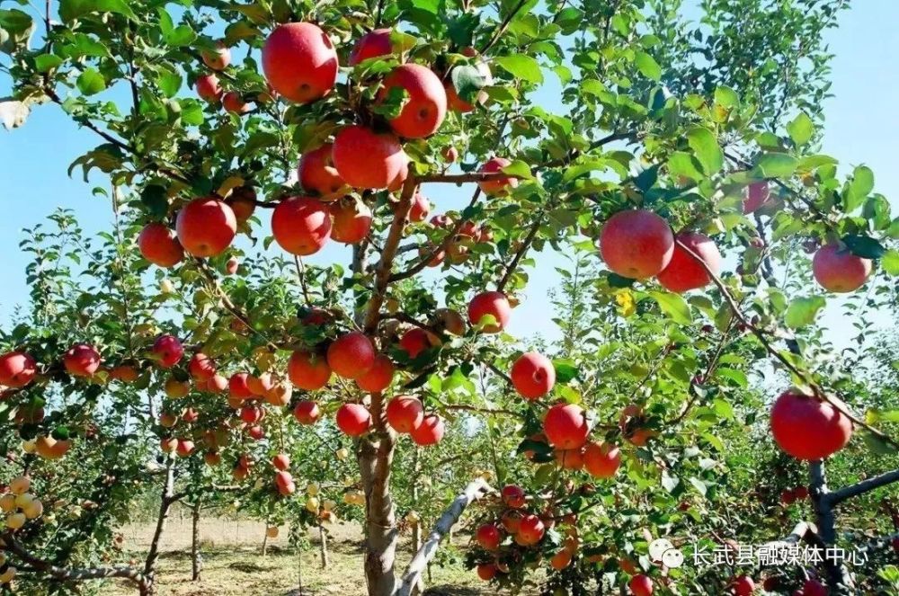 长武苹果走进福建,订单不断
