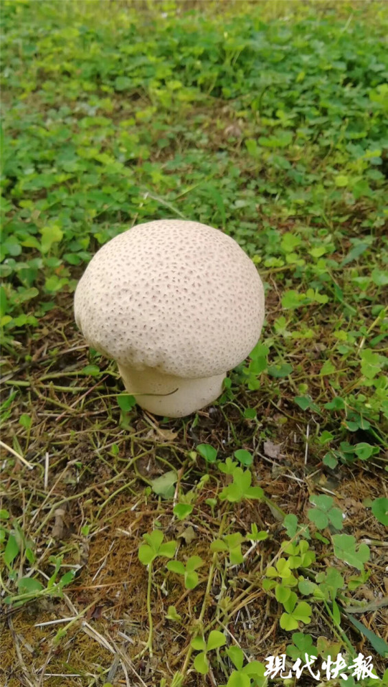 雨后小区里冒出大蘑菇,5 人尝鲜被放倒