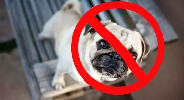 禁犬令 如火如荼 多种大型犬上榜 狗狗何去何从 腾讯新闻