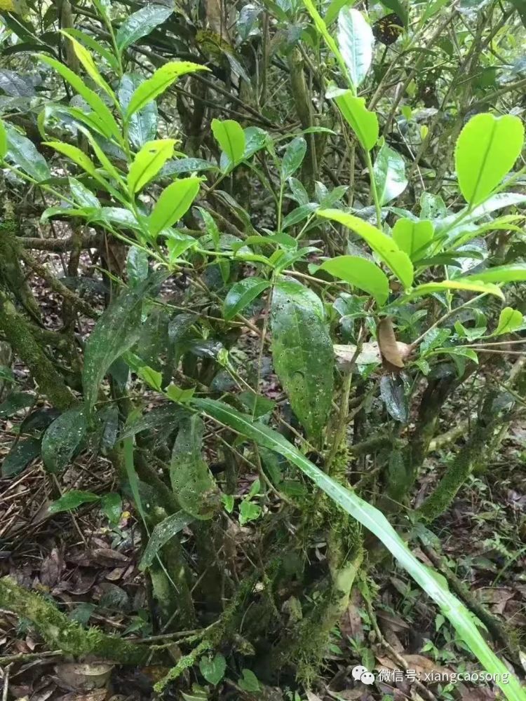 共同營造了獨特的地域環境,滋養出鐵觀音這種神奇的茶樹