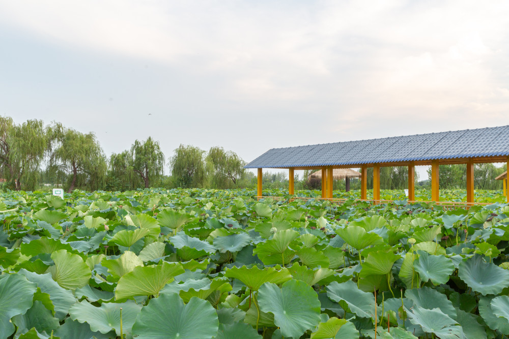 全球最大的观荷园,总面积22.4平方公里,年接待100万游客