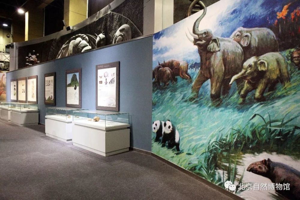 如靖西寒武纪(距今约5亿年)三叶虫化石,六景泥盆纪(距今