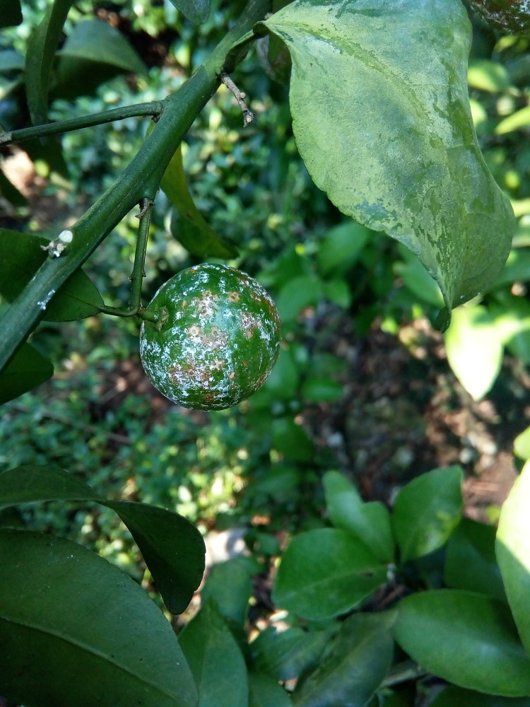 柑橘白粉病与白霜病的鉴别图片对比(柑橘白粉病特效药)
