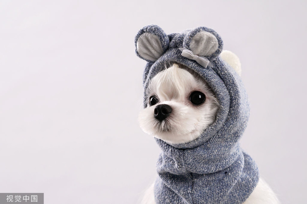 三招教会主人把新带回家的狗狗调教听话 腾讯新闻