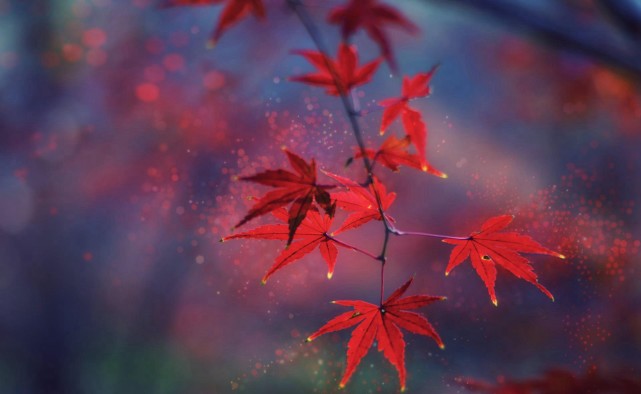 栖霞山 夏看流萤 秋看红叶 南京人最喜欢的景点之一 栖霞山 南京 红叶 流萤