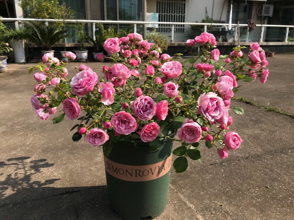 如果只是可爱,那还不足以让人惊艳,艾拉绒球最大的特点,是花量超级多