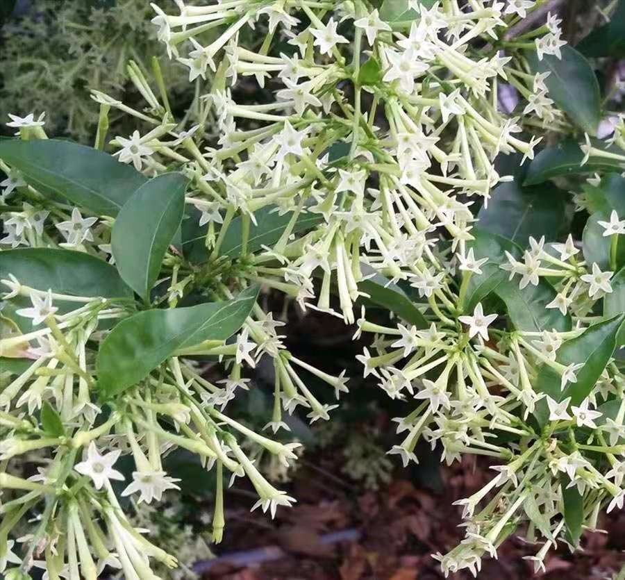 这种开花植物在花市里其貌不扬 却特受欢迎 买回家就是闻香味