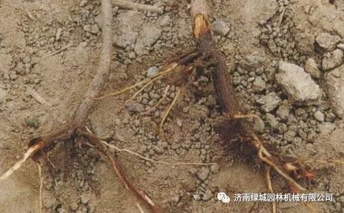 园林植物|园林植物病害诊断和解决方案-园林植物病虫害防治技术