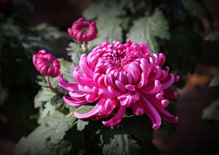 要想秋日赏菊 这样养护不可少