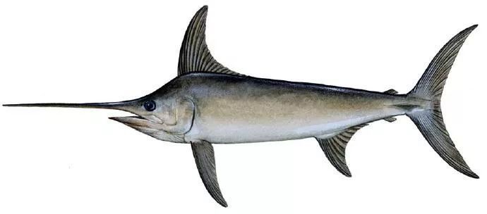 14号台风"剑鱼"已生成!惠东未来几天的天气是