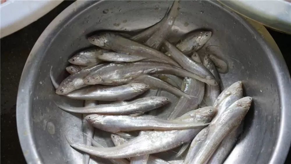 歷來被譽為蟹中之珍品 梅 鱭 魚 梅鱭魚和 太湖銀魚, 白魚並稱為 