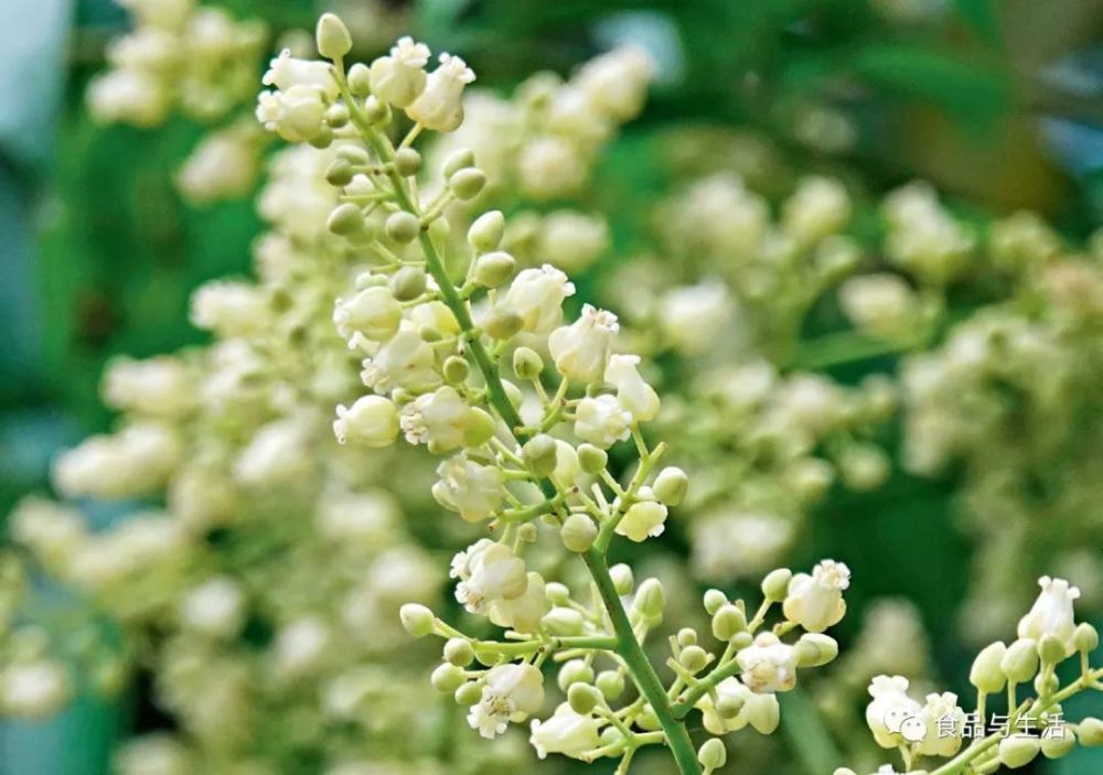 啃出来的人面子