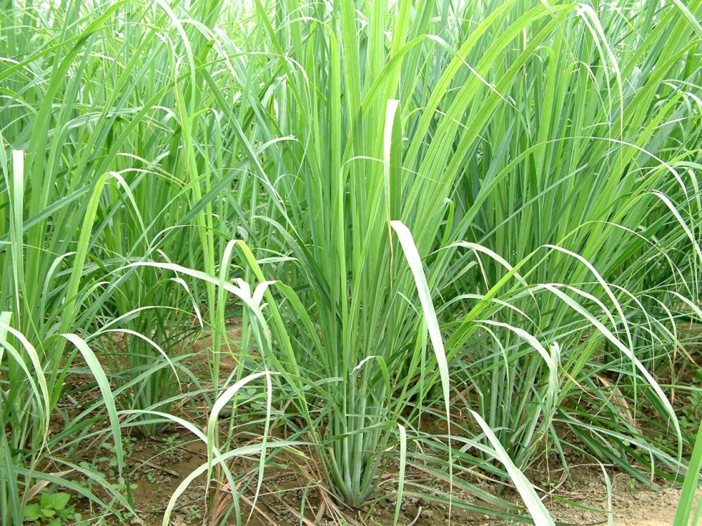 这种驱蚊植物看着像茅草 香味特好闻 但容易长得太旺盛