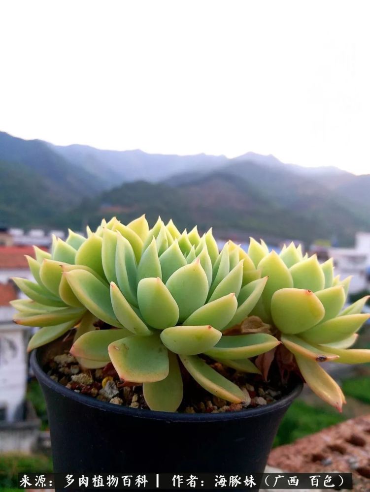 好好生活 用力去爱 多肉尚且积极生长 你有什么理由放弃