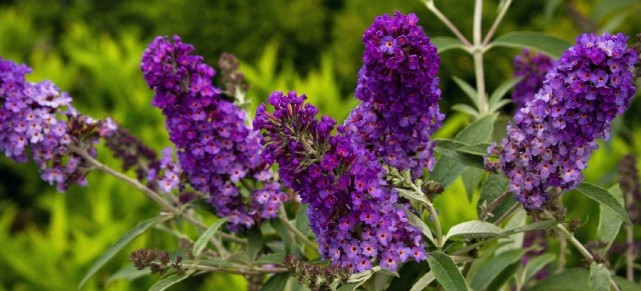 这些多年生的开花灌木 都能开出紫色的花 还能养成栅栏 三角梅 紫藤花 紫薇 植物 杜鹃花 绣球花 花卉 醉鱼草