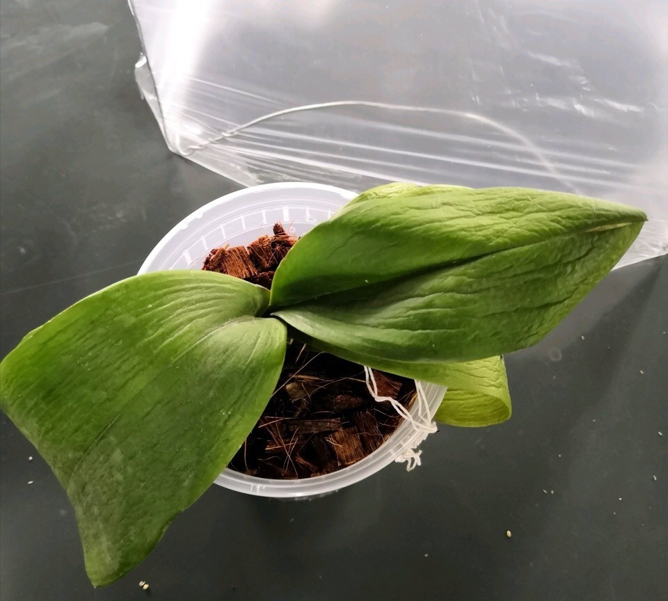 蝴蝶兰长寿花 现蕾 爆发白粉病 这 3招 赶紧用 小心落花苞 腾讯新闻