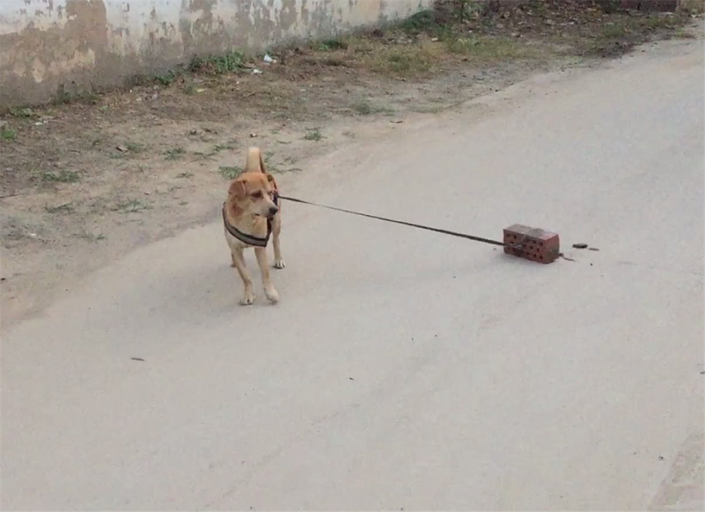 主人给田园犬测体力 狗子一块板砖拉不动 狗 我可能需要补一补