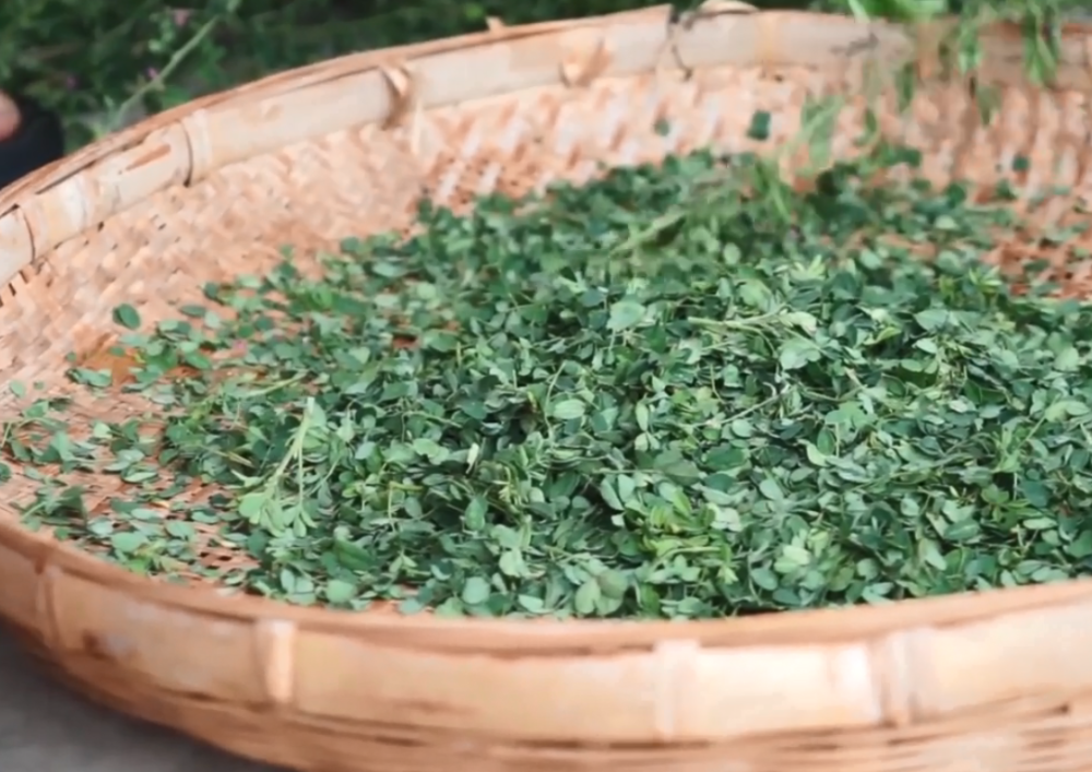 农村遍地都是这种野草,小伙割一筐回家,没想到加工后就变成酒曲