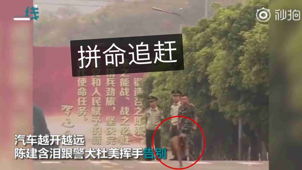 训导员退伍返乡相伴5年的军犬咬住行李不放疯狂追车令人泪目