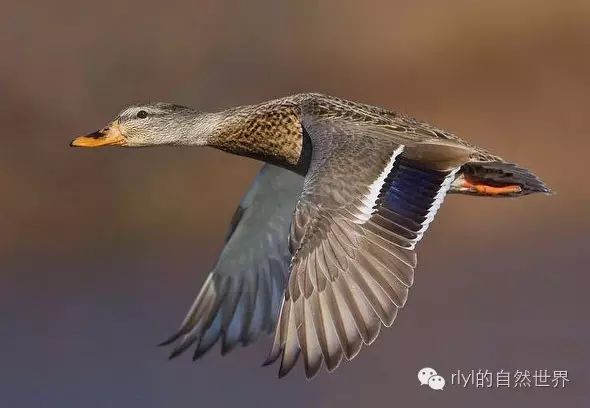 Rlyl物种说 今日 绿头鸭 Mallard