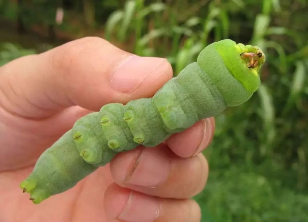 豆虫都很会伪装拾棉花经常会碰到正摘棉花呢一个豆虫爬到了手边女孩子
